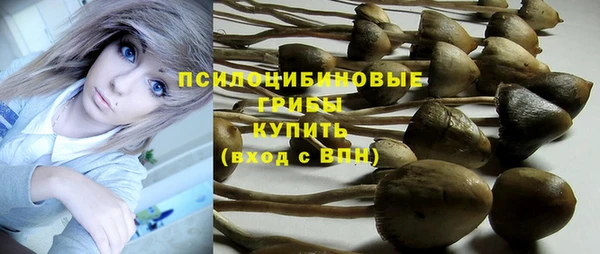 прущие грибы Баксан